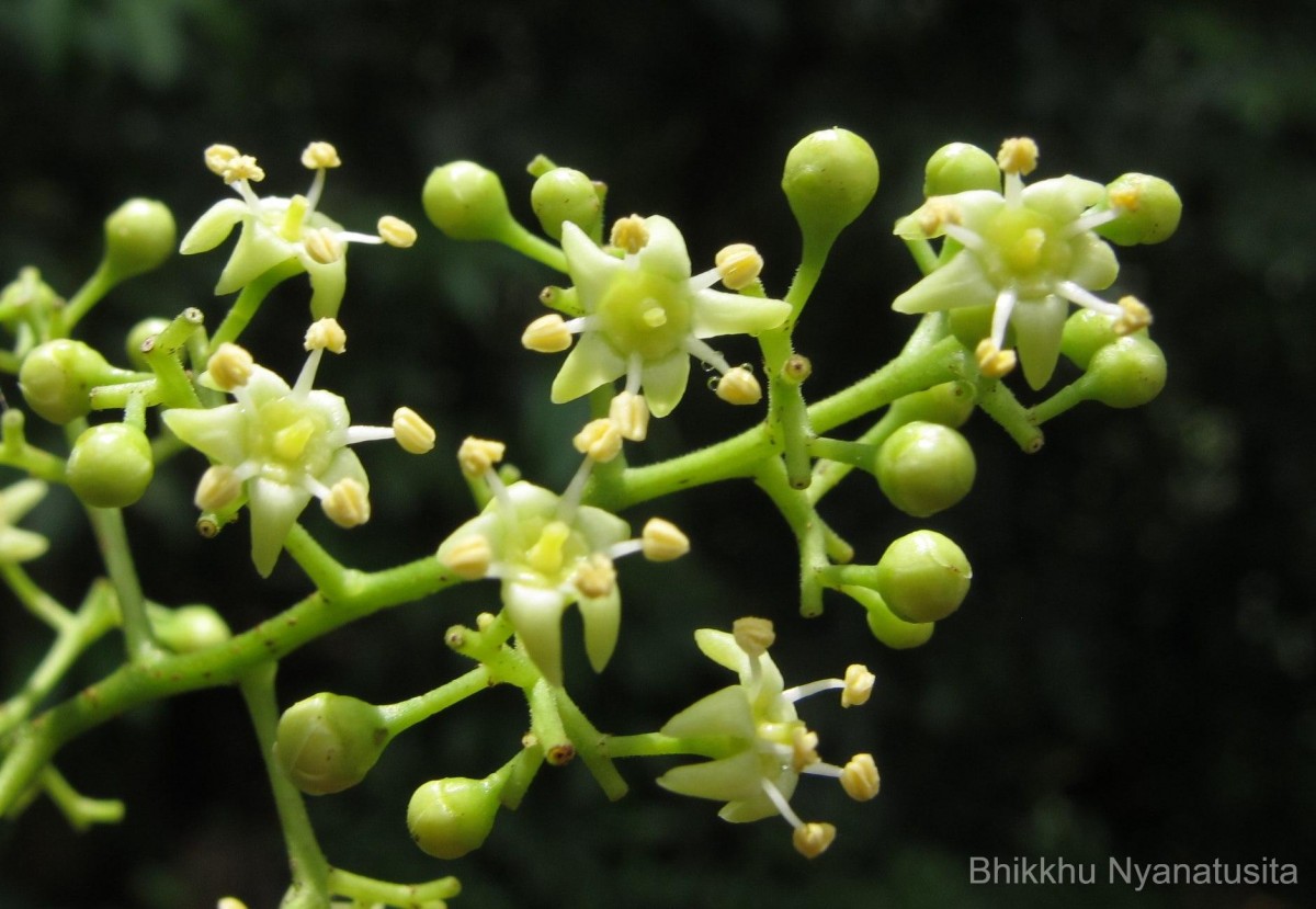 Celastrus paniculatus Willd.